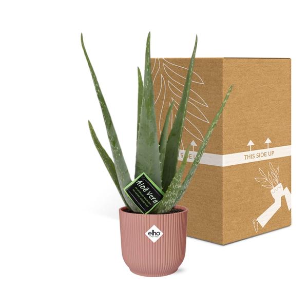 Aloe Vera 12cm in ELHO Vibes Fold 14cm roze