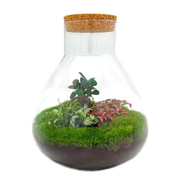 Sam XL Bonsai - DIY Terrarium - 32 cm hoog