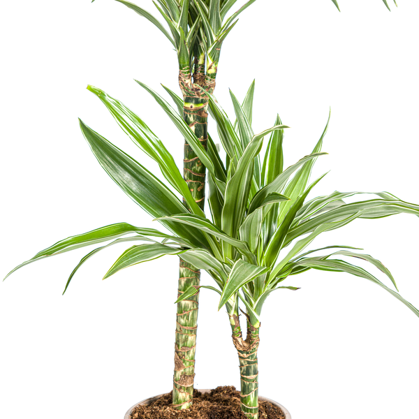 Dracaena Deremensis White Stripe Ø19cm - ↕70 - 90cm