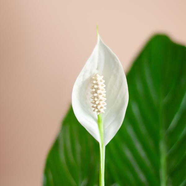 Spathiphyllum met Mand Sofia naturel - 80cm - Ø21