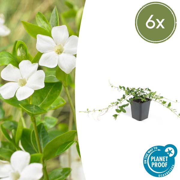 6x Vinca minor 'Alba' - ↕10-25cm - Ø9cm