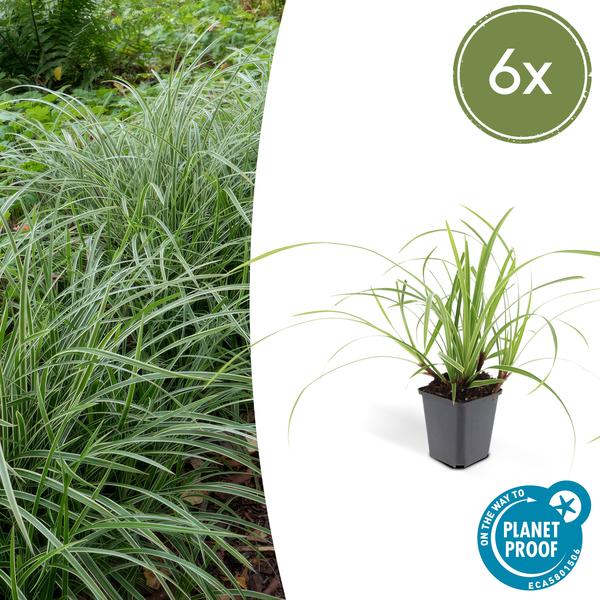 6x Carex morrowii 'Ice Dance' - ↕10-25cm - Ø9cm