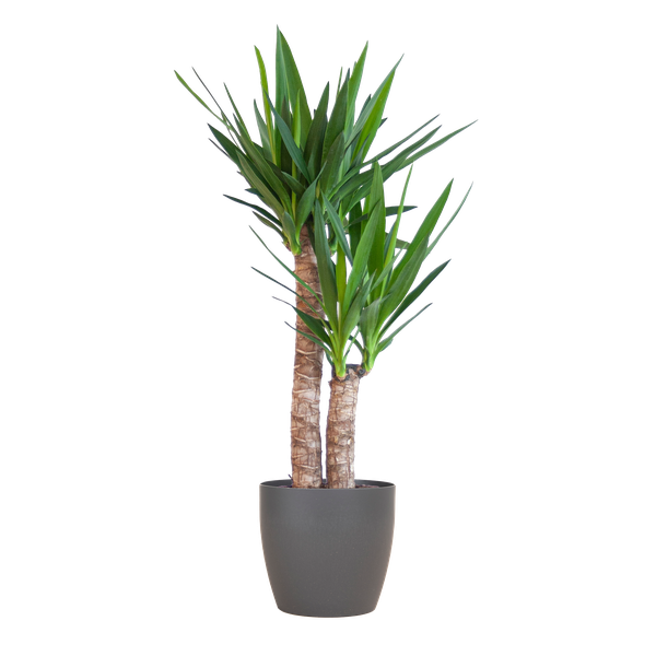 Yucca Elephantipes met Viber zwart - 90cm - Ø21