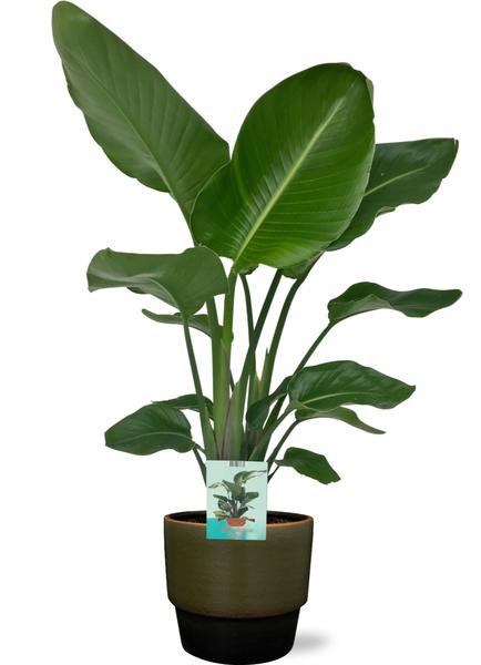 Strelitzia Nicolai - Ø19cm - ↕90cm + Erik Pot D20x18cm - Donker Groen