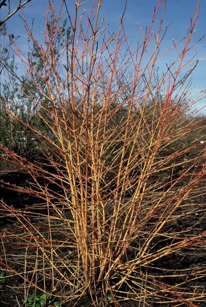 12x Cornus sang. 'Midwinter Fire' - ↕10-25cm - Ø9cm