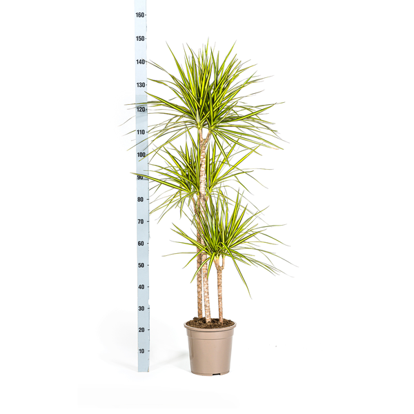 Dracaena Marginata Sunray Ø24cm - ↕130 - 150cm