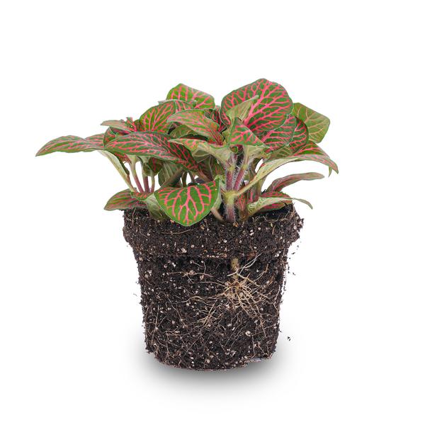 Fittonia red - Mosaic plant - potmaat 8