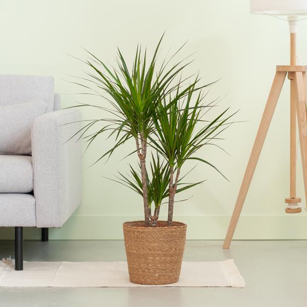 Dracaena Marginata met naturel mand - 95cm - Ø21