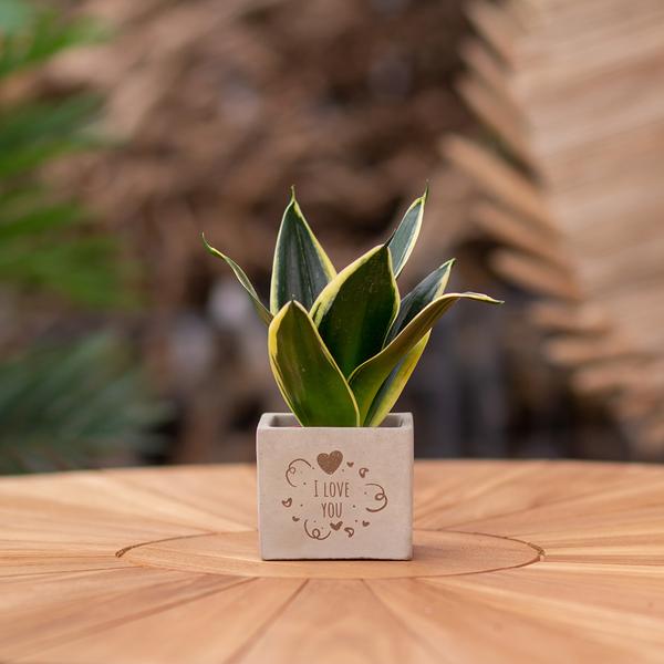 Congreet plantpots + Sansevieria | I love you