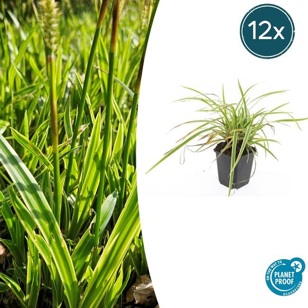 12x Carex morrowii 'Aureovariegata'  - ↕10-25cm - Ø9cm