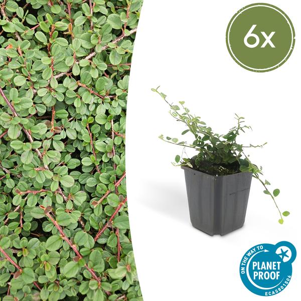 6x Cotoneaster pr. 'Queen of Carpets' - ↕10-25cm - Ø9cm