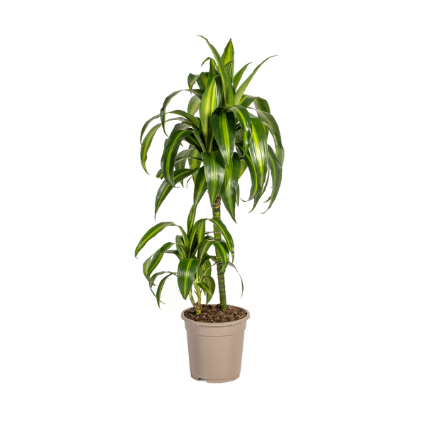 Dracaena Deremensis Hawaiian Sunshine Ø19cm - ↕70 - 90cm