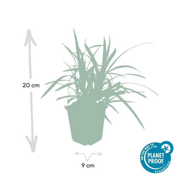 20x Carex morrowii 'Irish Green' - ↕10-25cm - Ø9cm