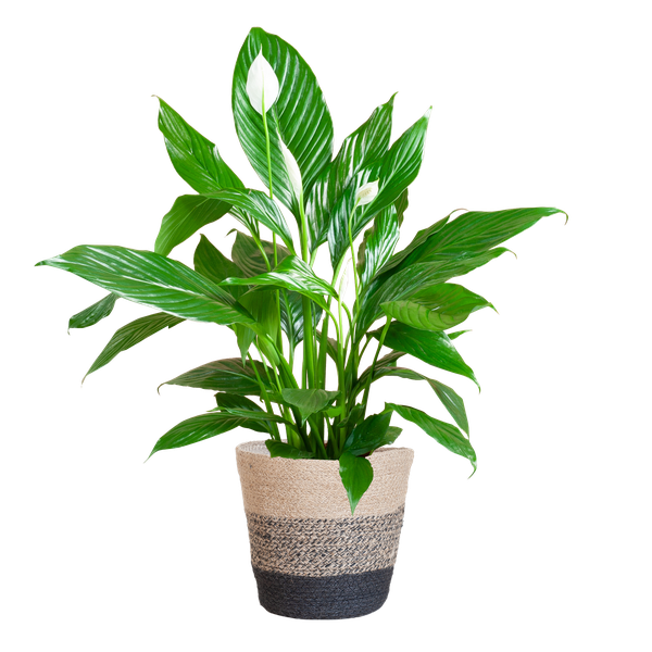 Spathiphyllum met Mand Lissabon zwart - 80cm - Ø21