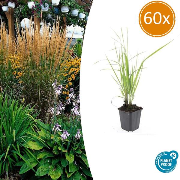 60x Calamagrostis acut. 'Karl Foerster'  - ↕10-25cm - Ø9cm