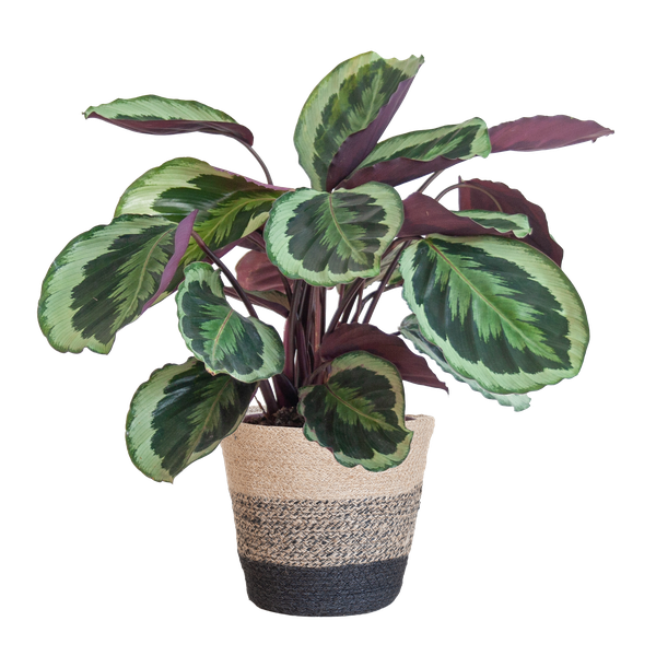 Calathea Medaillon met Lissabon mand zwart - 65cm - Ø19