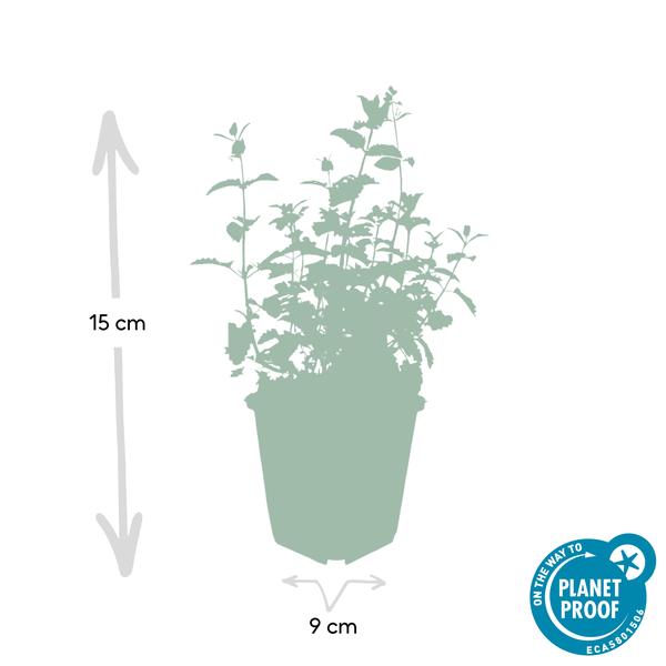 Nepeta 'Six Hills Giant' - ↕10-25cm - Ø9cm  - 40x