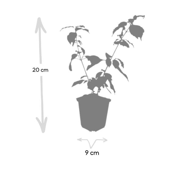 60x Cornus sang. 'Anny's Winter Orange' - ↕10-25cm - Ø9cm