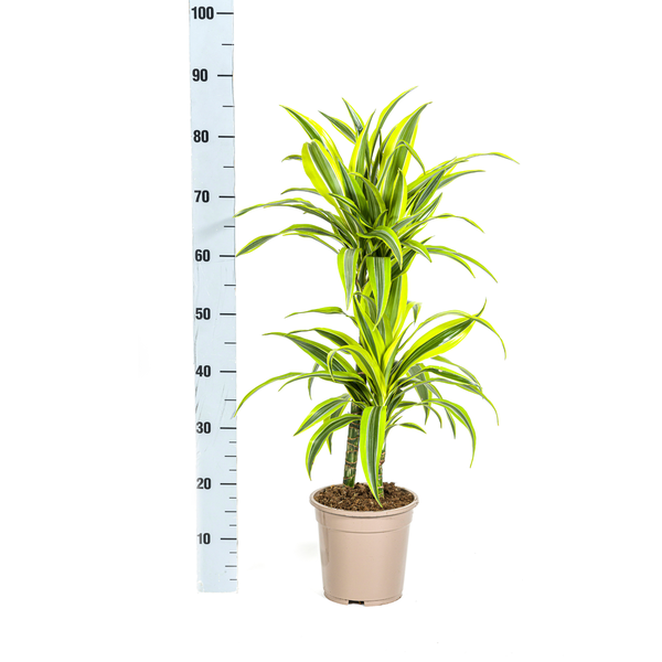 Dracaena Deremensis Lemon Lime Ø19cm - ↕70 - 90cm