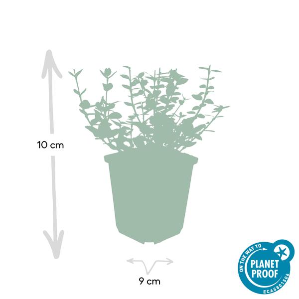 40x Euonymus 'Emerald 'n Gaity' - ↕10-25cm - Ø9cm