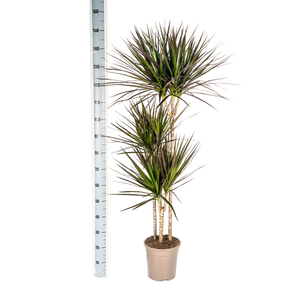 Dracaena Marginata Magenta Ø24cm - ↕130 - 150cm