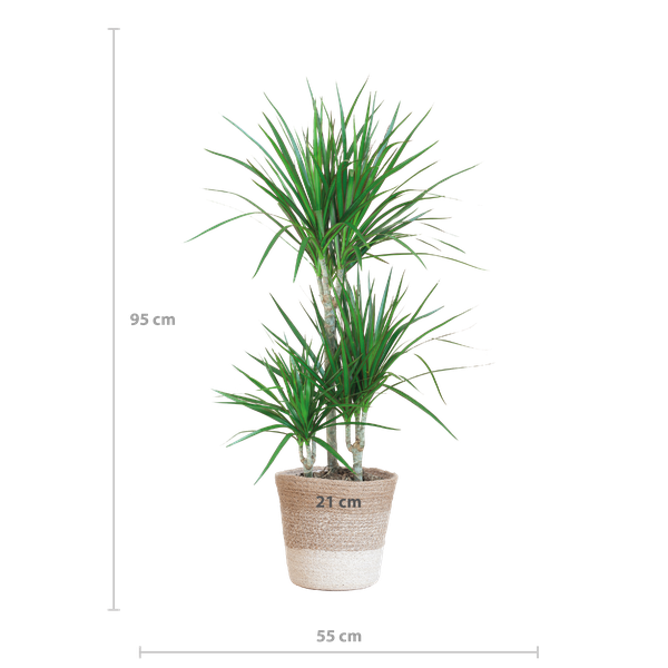 Dracaena Marginata met Lissabon mand wit - 95cm - Ø21