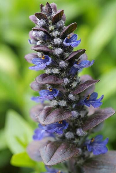 60x Ajuga reptans 'Catlin's Giant' - ↕10-25cm - Ø9cm