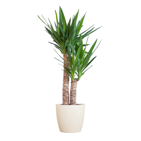 Yucca Elephantipes met Viber wit - 90cm - Ø21