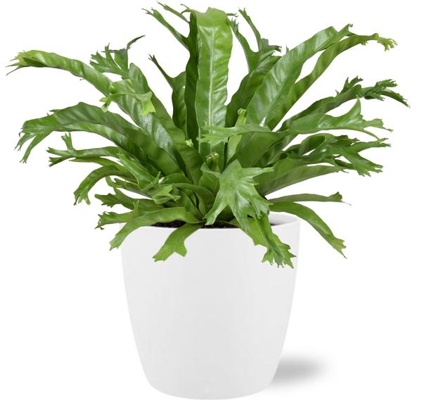 Asplenium Nidus Crissie - Ø17cm - ↕40cm + Pot Brussels D18x17cm - Wit