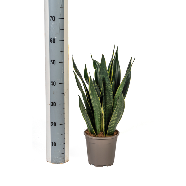 Sansevieria Trifasciata Futura Black Ø17cm - ↕45 - 55cm