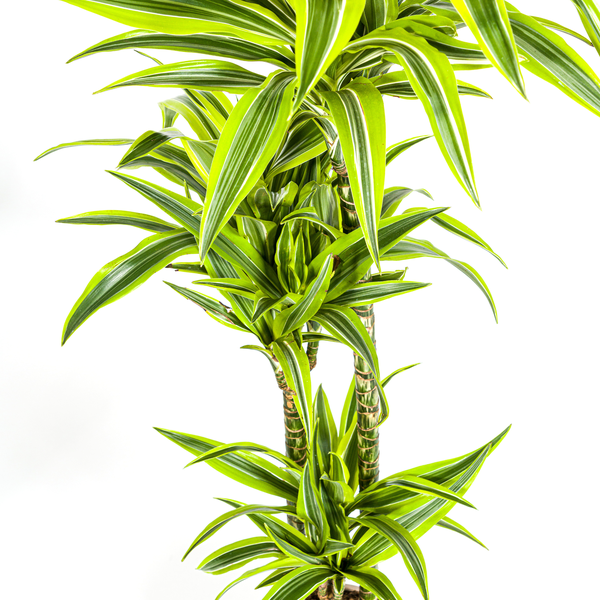 Dracaena Deremensis Lemon Lime Ø24cm - ↕130 - 150cm