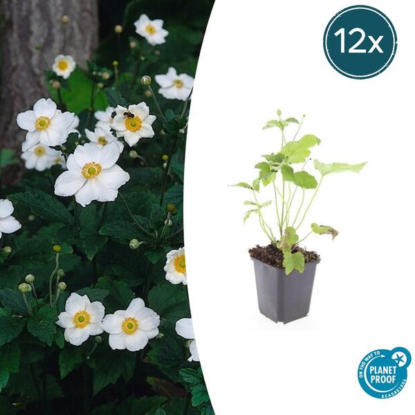 12x Anemone hyb. 'Honorine Jobert' - ↕10-25cm - Ø9cm