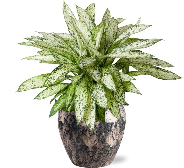 Dieffenbachia Vesuvius - Ø27cm - ↕80cm + Doug Pot D29x26cm - Zwart Beige