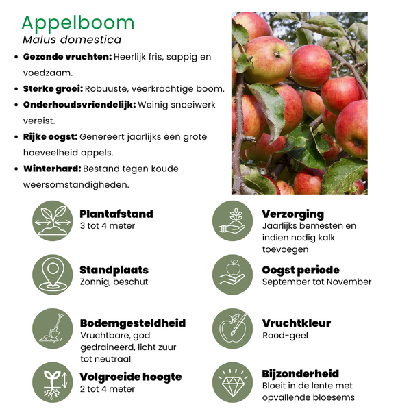 Biologische Appelboom Malus - 1 x Ø 20 cm - ↨ 60 cm