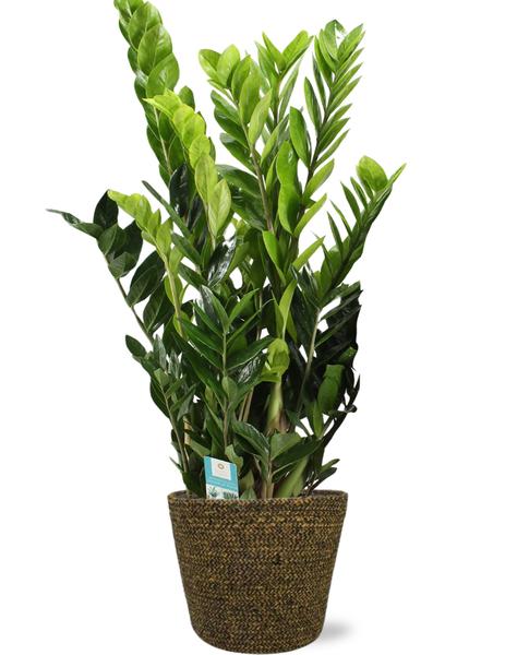 Zamioculcas Zamiifolia - Ø21cm - ↕95cm + Selin Pot D22x19cm - Zwart