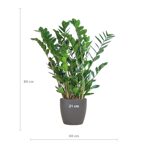 Zamioculcas Zamiifolia met Viber grijs - 80cm - Ø21