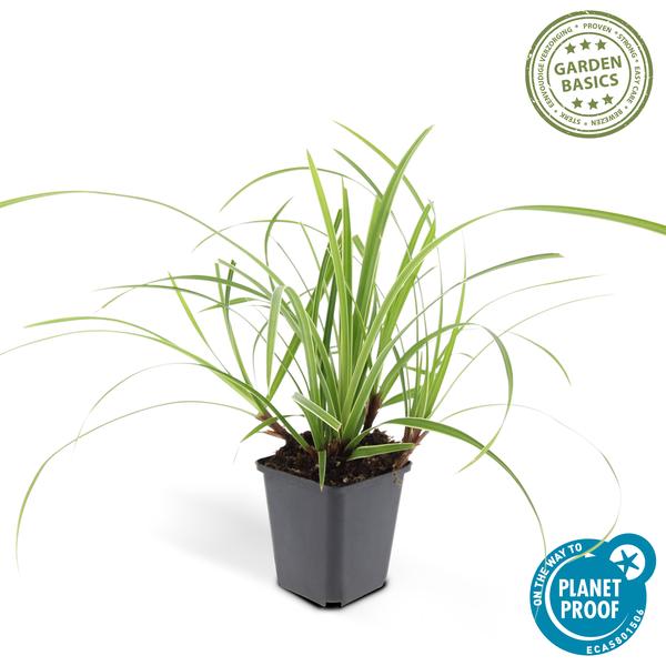 60x Carex morrowii 'Ice Dance' - ↕10-25cm - Ø9cm