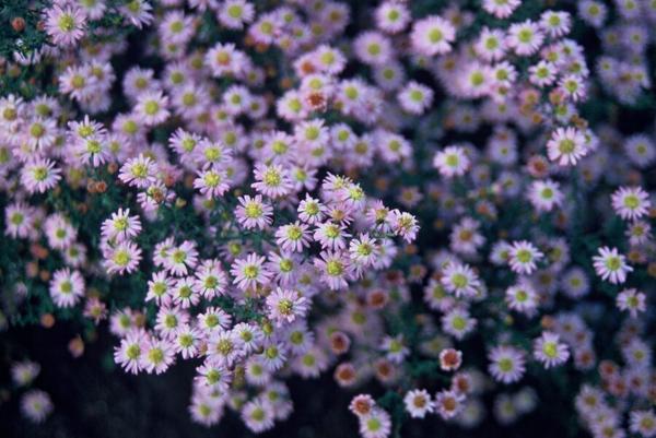 12x Aster ageratoides 'Stardust' - ↕10-25cm - Ø9cm