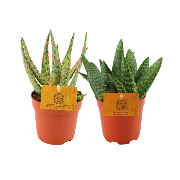 Aloe Duo - 2 stuks - Ø10,5cm - ↕15cm