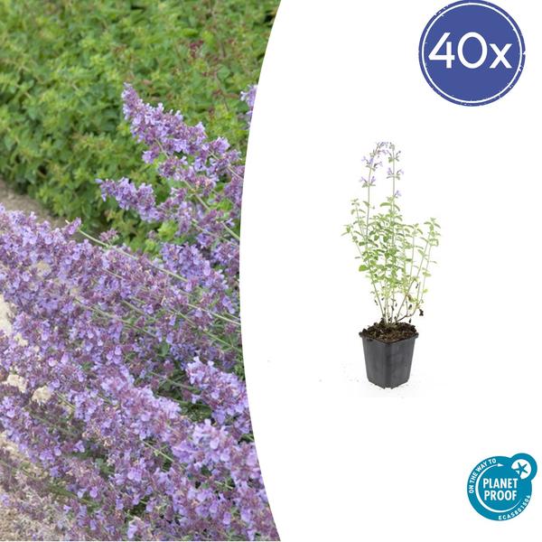 40x Nepeta 'Walker's Low' - ↕10-25cm - Ø9cm