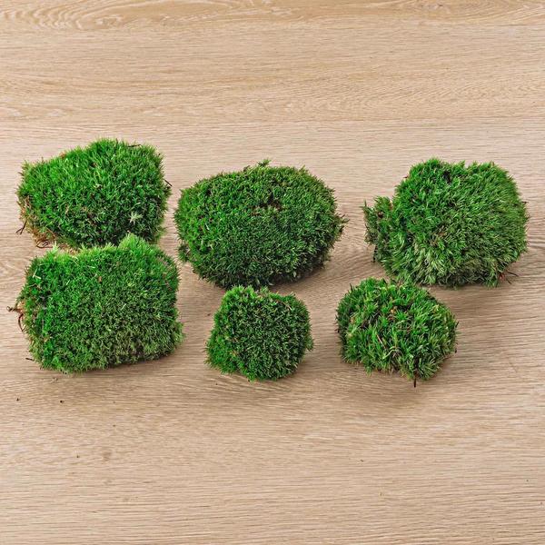 Live Cushion Moss - Premium Fresh Moss - 6 pcs (2 bags)