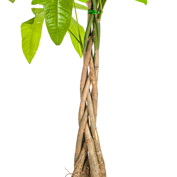 Pachira Aquatica Ø21cm - ↕90 - 110cm