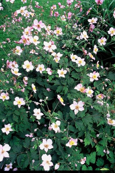 20x Anemone tom. 'Robustissima' - ↕10-25cm - Ø9cm