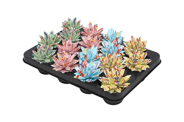 Echeveria Coloured Splash Pastel Mix - 16 stuks - Ø6cm - ↕8cm