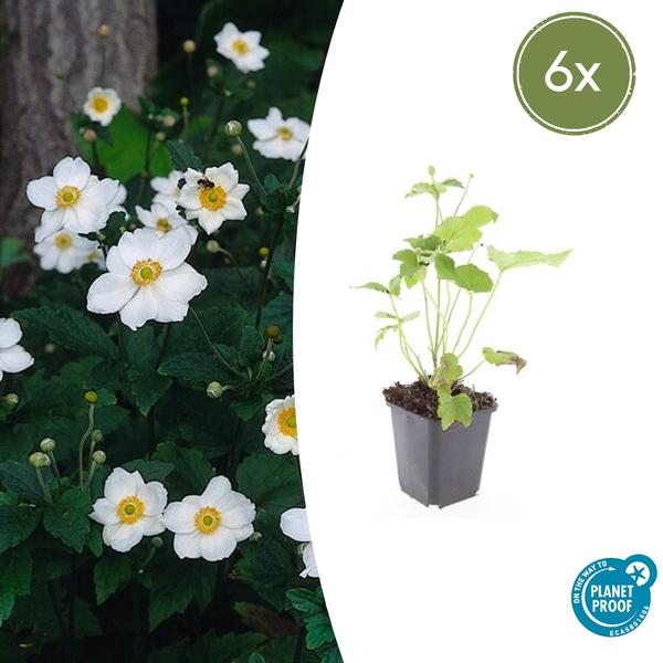 6x Anemone hyb. 'Honorine Jobert' - ↕10-25cm - Ø9cm