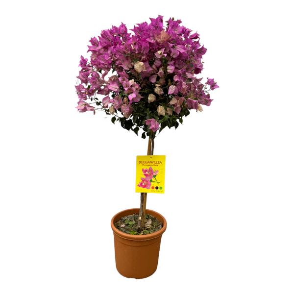 Bougainvillea op stam - 100 cm - Ø21cm