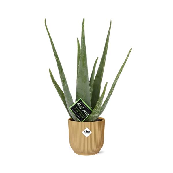 Aloe Vera 12cm in ELHO Vibes Fold 14cm geel