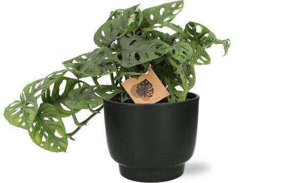 Monstera Monkey - Ø14cm - ↕30cm + Potenza Pot D15x13cm - Zwart