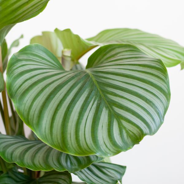 Calathea Orbifolia met Viber grijs - 65cm - Ø21