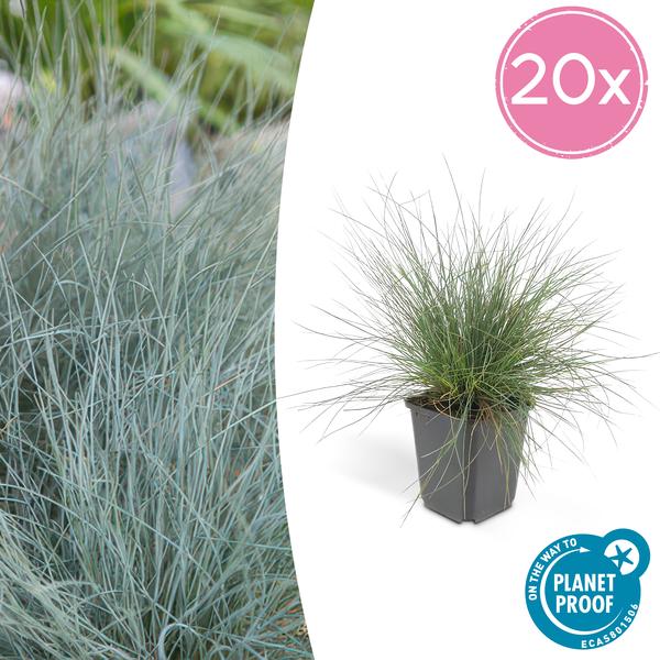 20x Festuca glauca 'Elijah Bleu' - ↕10-25cm - Ø9cm